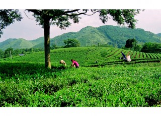 MOTORBIKE TOUR TO THAI NGUYEN TEA PLANTATION